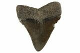 Serrated, Juvenile Megalodon Tooth - South Carolina #312128-1